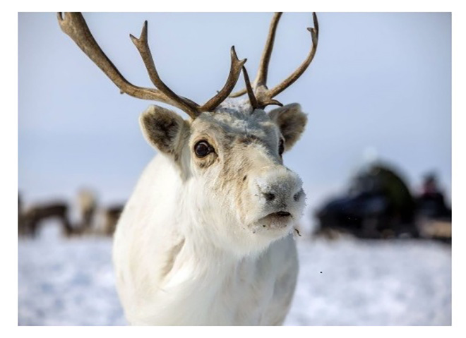 Северный олень